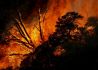 澳大利亚林火对生物多样性造成巨大影响