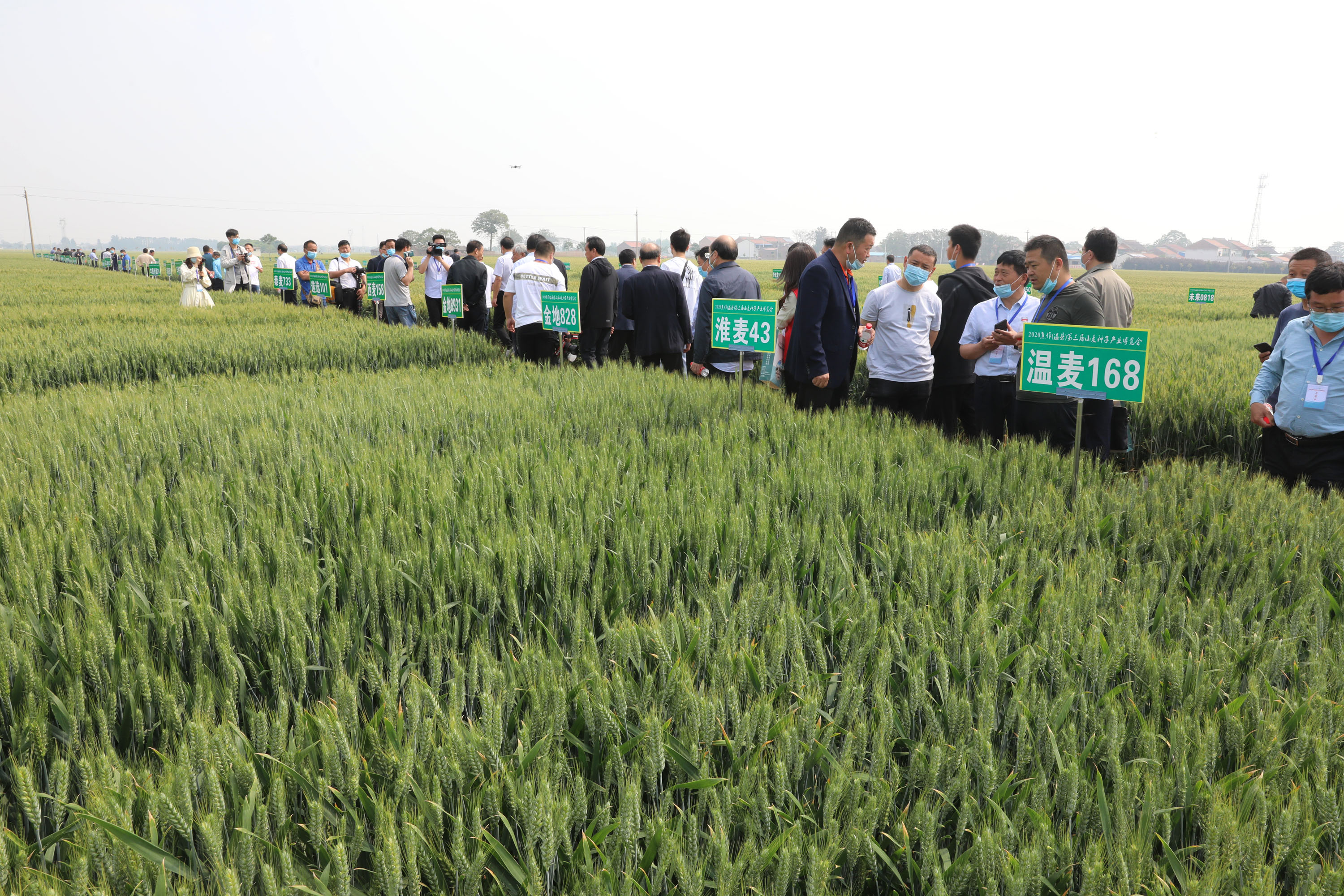 与会专家和小麦种子企业代表在小麦品种展示田观摩。  .jpg